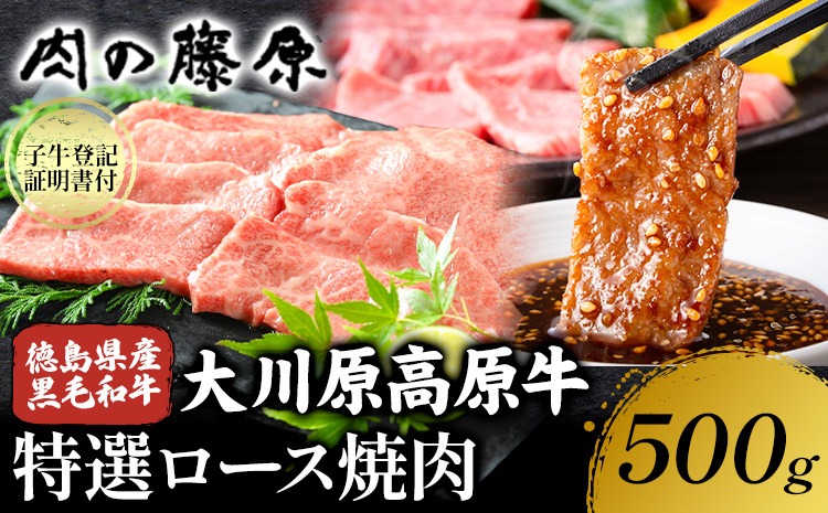 大川原高原牛 特選ロース 焼肉 500g 冷凍便 肉の藤原《30日以内に出荷予定(土日祝除く)》和牛 希少 大川原高原 牛肉 焼肉 ロース 贅沢 バーベキュー BBQ キャンプ ギフト 贈答 徳島県 佐那河内村---sanagouchi_nfw_15_500g---
