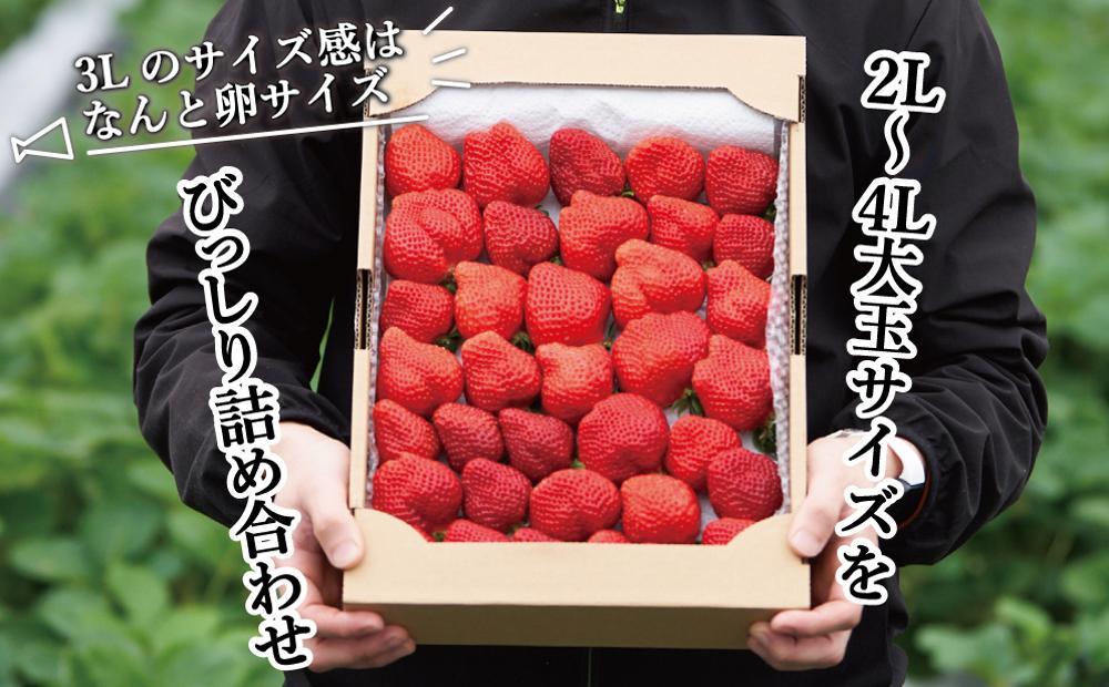 【2025年1月～4月納品分予約販売】★開けてびっくり★驚きのボリューム完熟あまおう大玉詰め合わせ1200g