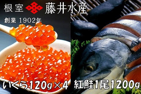 ＜鮭匠ふじい＞紅鮭新巻1.2kg、いくら醤油漬け120g×3P F-42004