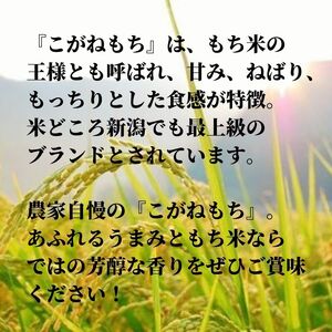 新潟県産 もち米『こがねもち』3kg（2升）令和5年産 つやつやモチモチ もち米ならではの芳醇な香り 清耕園ファーム お正月 餅 赤飯 おこわ