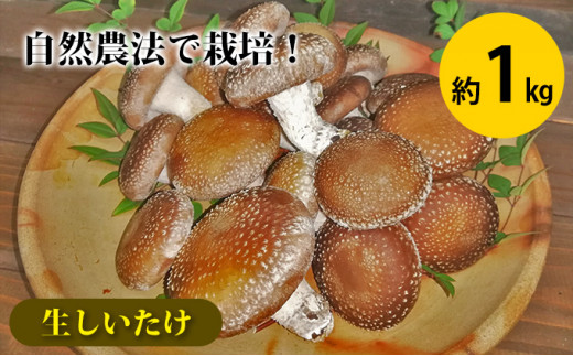 
生しいたけ 約1kg 菌床栽培 自然農法 [№5735-1719]
