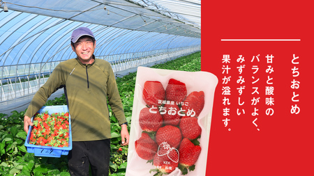 完熟 とちおとめ 2パック 先行予約 大粒 イチゴ 苺 いちご フルーツ 果物 [AF056ci]