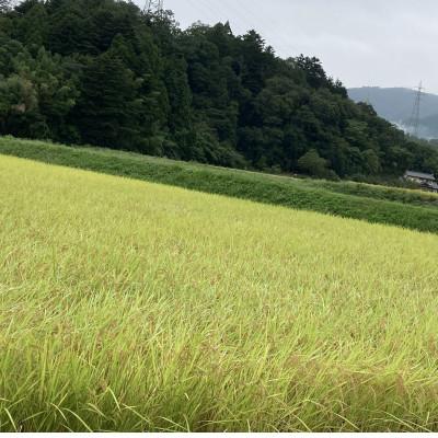 ふるさと納税 いわき市 令和7年産福島県産コシヒカリ10kg(精米) |  | 01