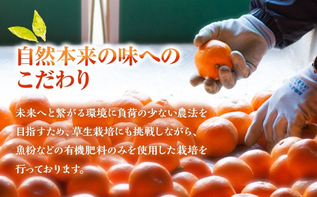 完熟 早生みかん 約5kg箱 柑橘 ミカン