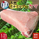 【ふるさと納税】 まぐろ 鮪 天然 ミナミマグロ カマ 希少部位 カマトロ 約1.2kg 個数限定 焼津 a12-196