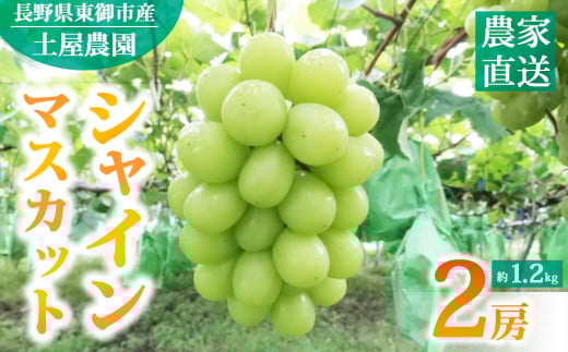 先行受付2025年発送【土屋農園】農家直送！シャインマスカット２房（約1.2kg）※2025年9月下旬～10月中旬順次発送