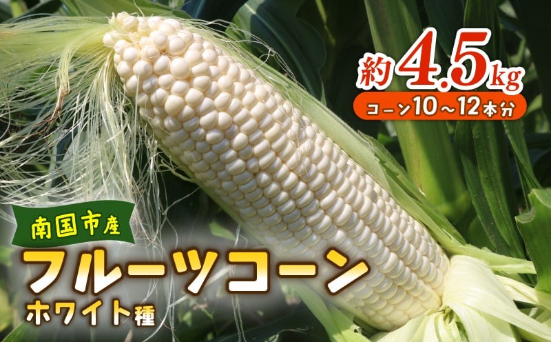 
            【2026年先行予約】南国フルーツコーン ホワイト種 4.5kg(約10～12本) | とうもろこし セット 国産 詰合せ 期間限定 数量限定 人気 高知県 南国市 農園けんぴ
          