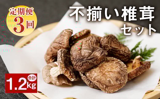 【定期便3ヶ月連続発送】不揃い 椎茸 10袋×3回