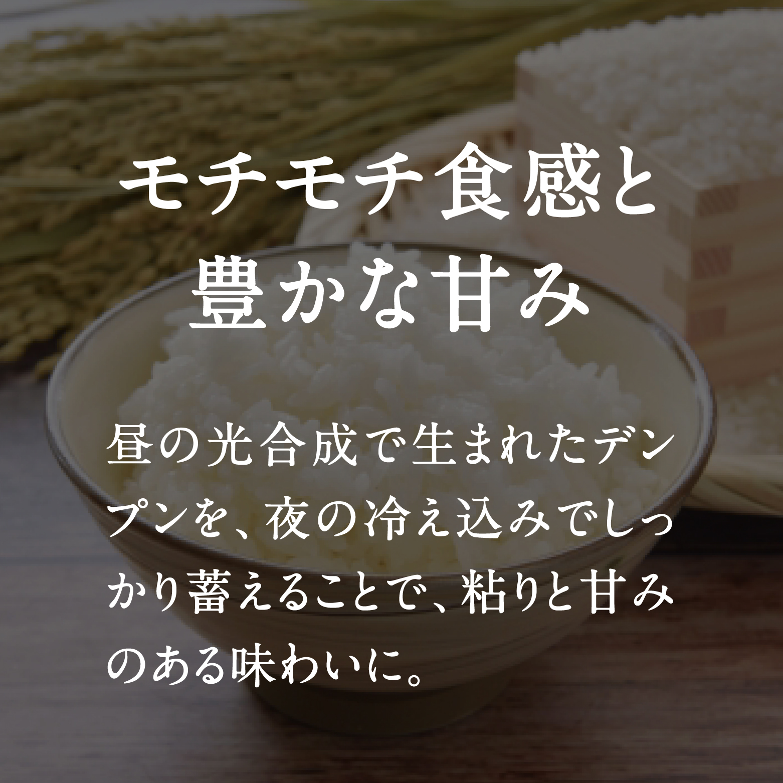 令和7年産 新米 先行予約 鳥取県日南町産コシヒカリ 10kg(5kg×2) 新屋のひとしずく ～野組450～ 米 お米 おこめ 精米 こしひかり