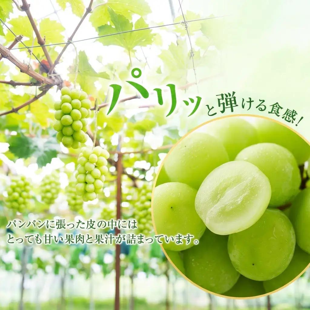 ぶどう 2026年 先行予約 プレミアム シャインマスカット 2房（合計1.3kg以上） 岡山県産 シャインマスカット