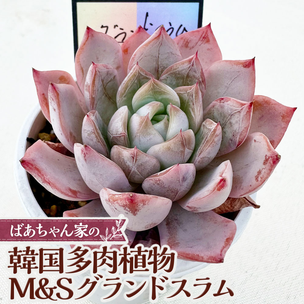 【ふるさと納税】ばあちゃん家の韓国多肉植物 M&Sグランドスラム 1苗 多肉植物 植物 多肉 観葉植物 韓国苗 苗 インテリア 岡山県 奈義町 送料無料