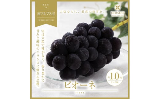 ＜2025年発送分先行予約＞南アルプス市産　旬の採れたてピオーネ　2～3房入り　約1kg ALPAH012