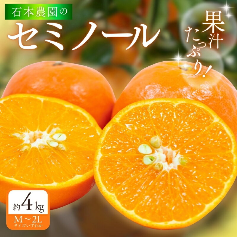 【ふるさと納税】石本農園の セミノール M～2Lいずれか 約4kg 【2026年3月下旬から4月上旬頃までに順次発送】 / 柑橘 セミノール
