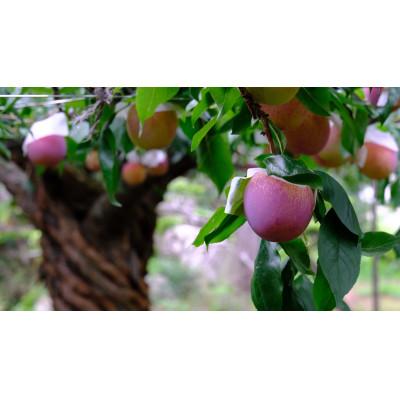 ふるさと納税 甲州市 【先行予約2026年】甲州市産 貴陽 3kg(12〜15個入) |  | 02