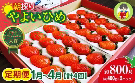 【2026年 先行予約】 やよいひめ ＜定期便1月～4月＞ 400g × 2パック 800g 計4回 | コク 甘み 朝採れ やよいひめ 贈答用 新鮮 完熟 いちご 旬 苺 ストロベリー 産地直送 果汁 あまい 人気 高評価 旨味 高糖度 ごほうび 定期便 群馬県 前橋市