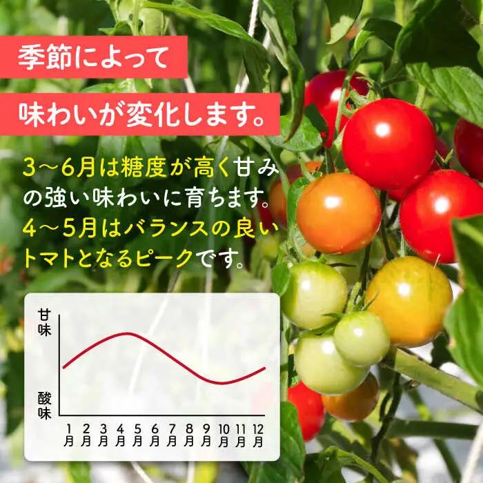 【先行受付】トマト フルティカ 2kg (1kg×2箱) 【2026年11月以降順次発送】糸島市 / かわぞえ農園 [AAM006] トマト フルーツトマト