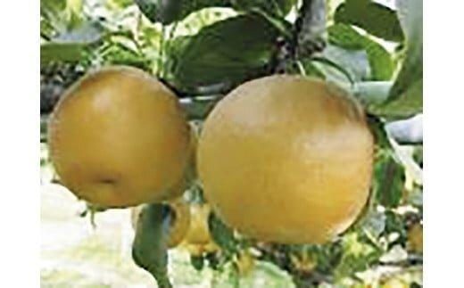 295.王秋　１０ｋｇ（ＪＡ）　※2025年10月下旬～11月下旬頃に順次発送予定 313726_AT006