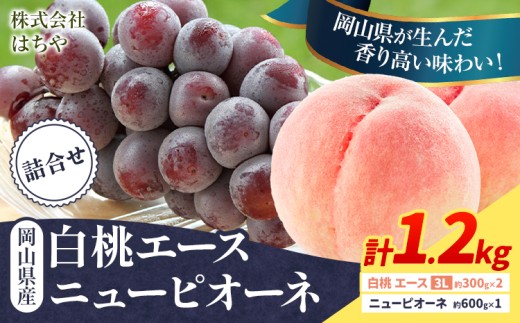 【先行予約】岡山県産 岡山白桃 エース ニューピオーネ 計 1.2kg 詰合せ 株式会社 はちや《7月上旬‐8月下旬頃出荷》もも 岡山 国産 フルーツ 果物 岡山県 浅口市 フルーツ モモ 果物【配送不可地域あり】