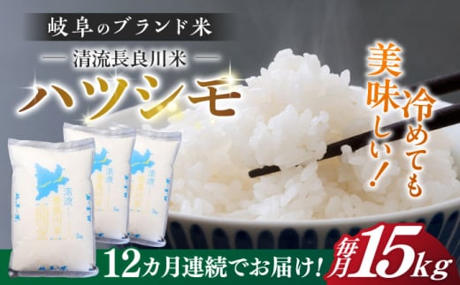 【12回定期便】【R7年産】 岐阜 ハツシモ 15kg 名水 100選に選ばれた 長良川 中流の水で育った 「清流長良川米」 ハツシモ はしつも 長良川 清流米 すし飯  冷めても美味しい お米 米 こめ 白米 15kg 15キロ 定期便 岐阜市 / 森ライス [ANCU013]