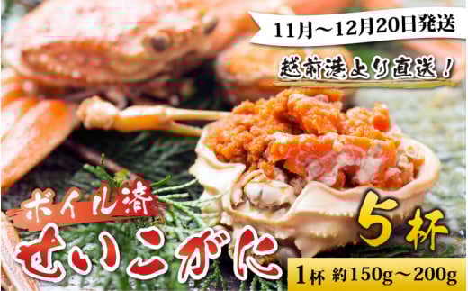 越前港より直送！ せいこがに（約150～200g）5杯※発送前に在宅確認の電話連絡をいたします!【順次発送中】セイコガニ せいこ蟹 セコガニ 雌 ずわいがに せいこがに かにみそ カニ味噌 越前ガニ ボイル 刺身 蟹 鍋 しゃぶしゃぶ 冷蔵 カニ 鍋 海鮮 かに 国産 南越前町 送料無料