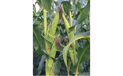 【3ヶ月定期便】北海道産こめ油使用ポップコーン うす塩味（厚沢部町産とうもろこし使用）60g×24袋 ASH003