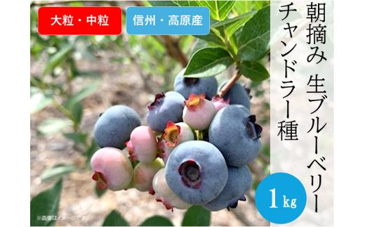 3905 信州産 新鮮朝摘み 生ブルーベリー(チャンドラー大粒・中粒)1kg