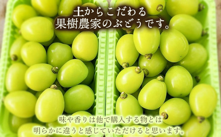 【令和8年3月13日まで発送】 家庭用 シャインマスカット 粒 1kg　マルタ農園
