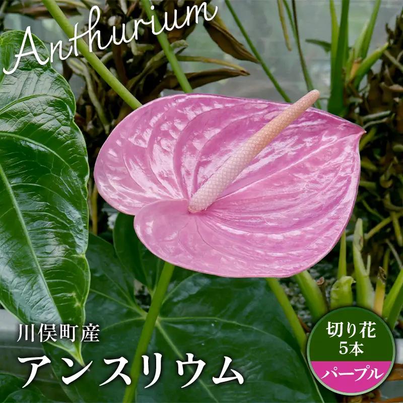 川俣町産 アンスリウム パープル 福島県 ハウス 栽培 インテリア 自然 植物 花 切り花 FAF-0236