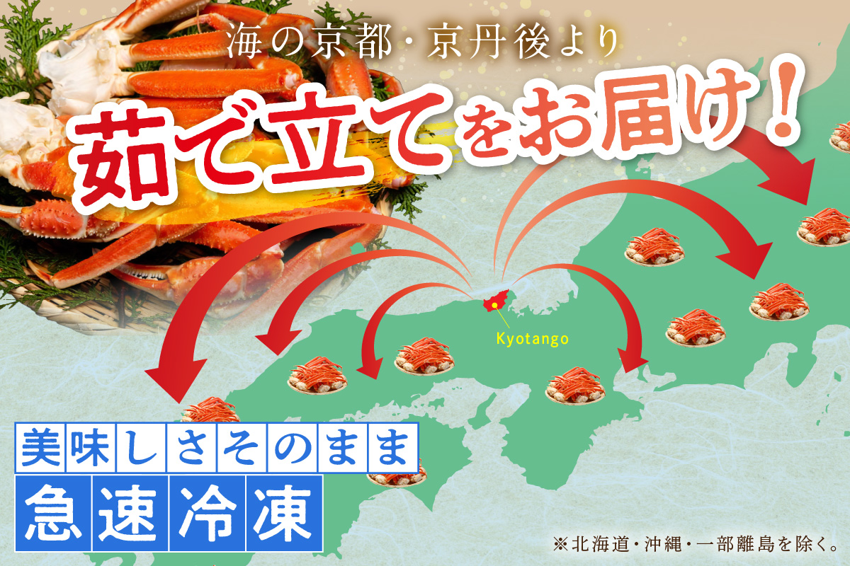 【大好評！カニ酢付き】厳選！！釜茹で　本ズワイガニ　２Lサイズ2肩　YK00404