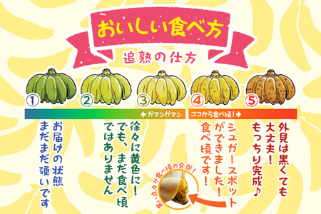 JH008　宮古島産バナナ3㎏【（株）フラモン】