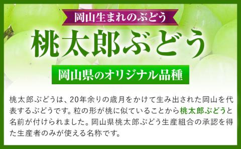 岡山県産 桃太郎ぶどう 2房 (480g以上) 加温栽培 【配送不可地域あり】 《7月上旬-8月末頃に出荷予定(土日祝除く)》 ---osy_chbf5_af7_24_24500_2---