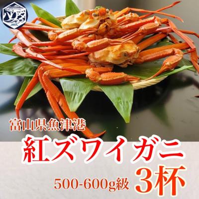 ふるさと納税 魚津市 魚卸問屋のベニズワイガニ500〜600g級×3杯