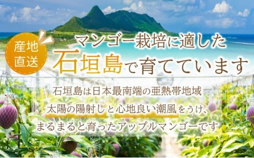【2026年6月末から順次発送】2L～3L マンゴー3～6玉（約2kg） 【 産地直送 旬 フルーツ 新鮮 完熟 マンゴー 石垣 沖縄 】KP-25