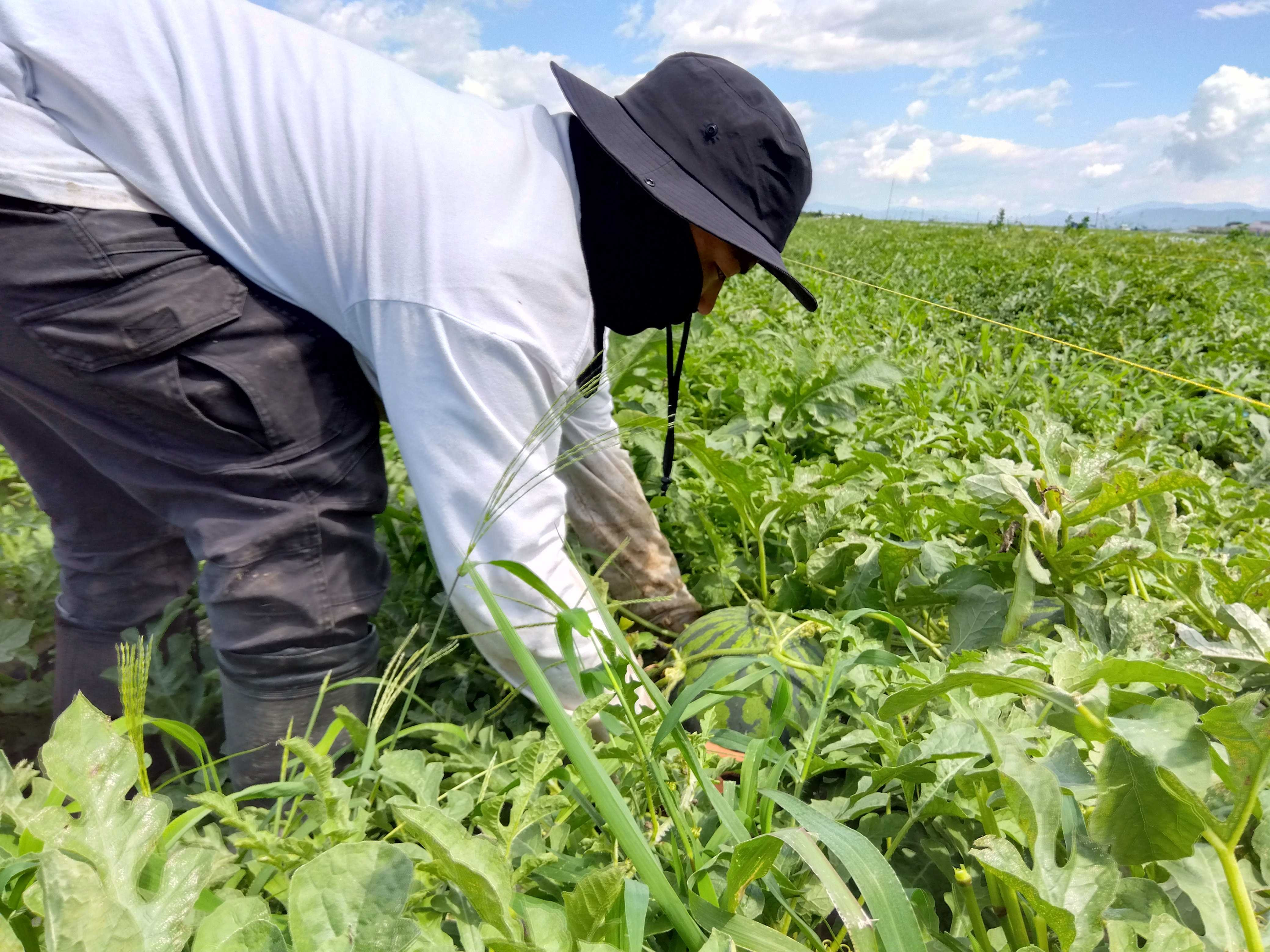 日本有数のすいかの産地、長野県波田地区の大玉すいか。甘さ抜群のすいかです。