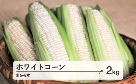 《先行予約》2024年 山形県産 ホワイトコーン 2kg(5～8本）2024年7月下旬から順次発送 生で味わう 白とうもろこし 甘い とうもろこし トウモロコシ コーン 夏 野菜 やさい F21A-243