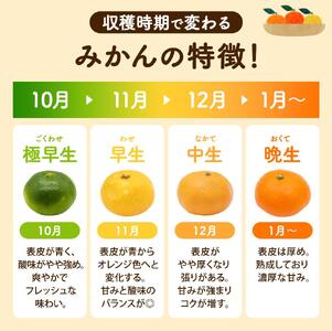 【2026年秋・先行予約】秀品 由良早生みかん 約5kg サイズおまかせ ※2026年10月上旬～10月下旬頃に順次発送【sml106C】