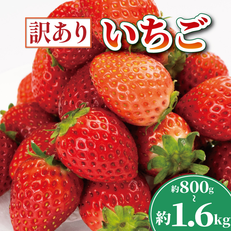 
            先行予約 訳あり いちご よつぼし 800g～1.6kg 選べる容量 果物 フルーツ 苺 ストロベリー ケーキ アイス シャーベット ジェラート ゼリー ジュース ジャム スムージー 洋菓子 和菓子 お菓子 おやつ フルーツサンド フルーツ大福 苺大福 不揃い 規格外 家庭用 人気 オススメ お取り寄せ グルメ 徳島県 阿波市 チタチタストロベリーファーム
          