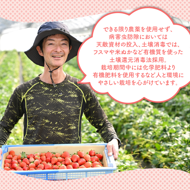 《数量限定》いちご厳選！さくら市産 とちあいか・スカイベリー食べ比べセット（290g×4パック） ｜ 先行予約 栃木県 果物 フルーツ 苺 イチゴ ※2025年1月中旬～3月下旬頃に順次発送予定_イメ