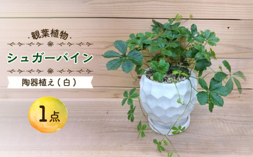 シュガーバイン 陶器植え (白) /  陶器 観葉植物 鉢植え 植物 インテリア / 大村市 アトリウム琴花園[ACAB012]