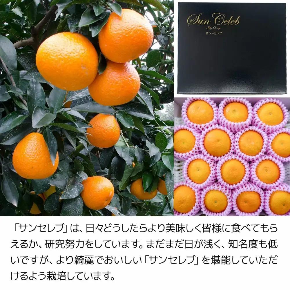 みかんサンセレブ約3kg みかん