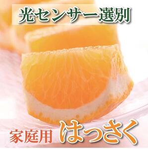 ［先行予約］家庭用 はっさく2.5kg+250g（傷み補償分）【八朔みかん】【訳あり・わけあり】［IKE28］