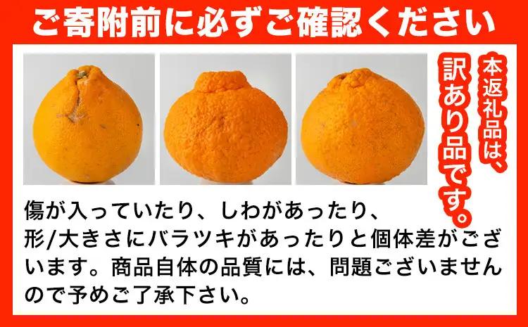 訳あり 不知火 5kg しらぬい