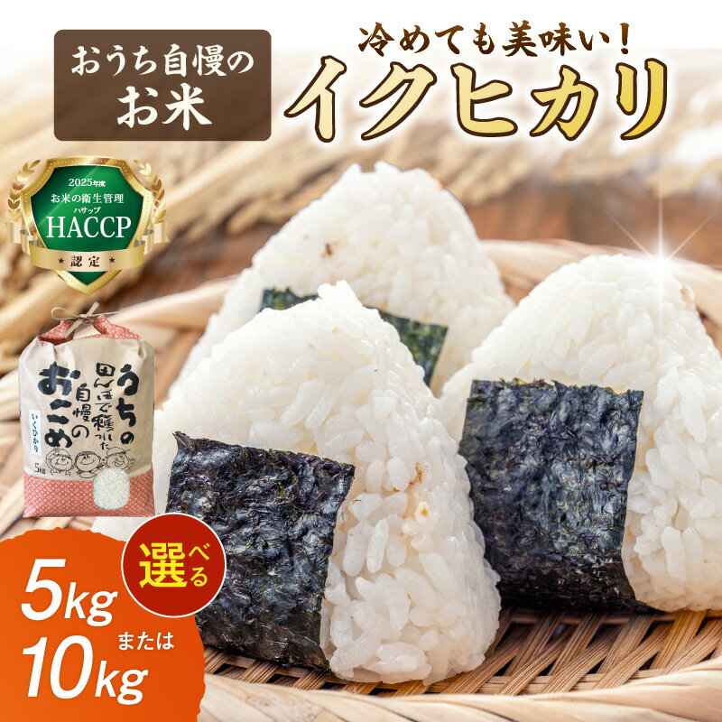 【ふるさと納税】おうち自慢のお米　イクヒカリ 5kg 10kg ふるさと納税 米 お米 精米 白米 ご飯