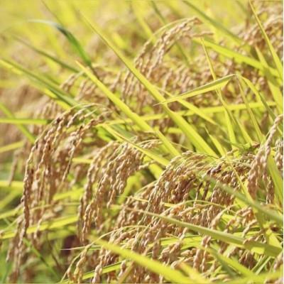 ふるさと納税 南陽市 【令和6年産】山形県産はえぬき　精米10kg (10kg×1袋)【S1978】 |  | 03