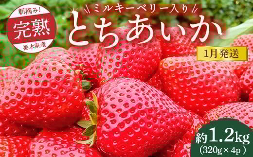 
            【先行予約】【1月発送】朝摘み！完熟とちあいか《ワンポイントにミルキーベリー入り》1280g（320g×4p）　※離島への配送不可　※2026年1月上旬～1月下旬頃に順次発送予定
          