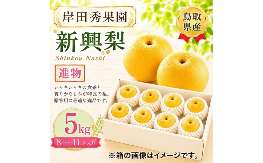 
                  岸田秀果園 新興梨 進物5kg 【鳥取県 境港市】
                