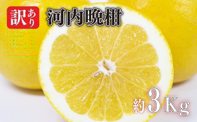 
            【2025年4月中旬より発送予定】訳あり 河内晩柑 約3kg　柑橘 みかん 訳あり 愛媛県 松山市 訳ありみかん 柑橘 ふるさと納税 期間限定柑橘 ふるさと納税みかん 訳ありみかん
          