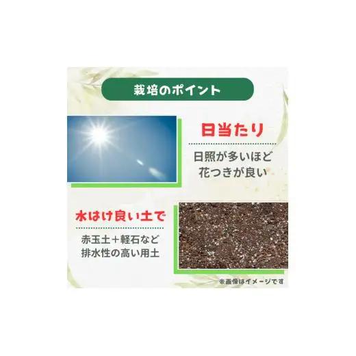 グレビレア　ラニゲラ ／ グレビレア ラニゲラ 植物 観葉植物 鉢植え