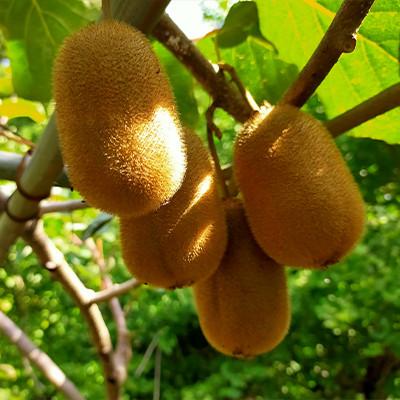 ふるさと納税 南アルプス市 【フルーツ王国山梨】が贈る　大玉完熟キウイフルーツ『香緑』　1パック4〜5個入り×6パックセット |  | 03