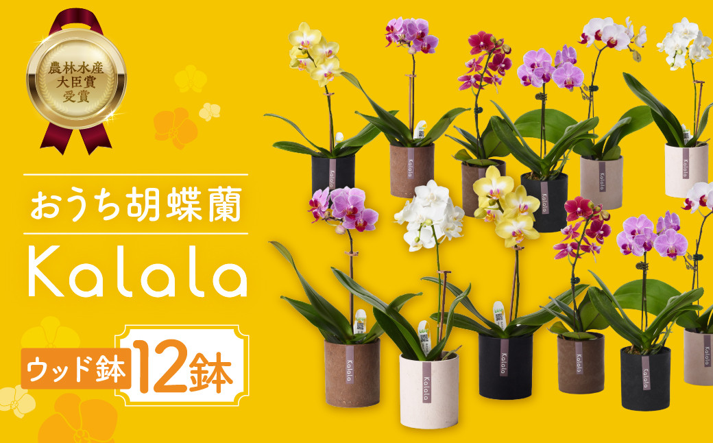 
                  胡蝶蘭 ウッド鉢 産直胡蝶蘭『カララ』12鉢セット 胡蝶蘭 ウッド鉢 胡蝶蘭 ウッド鉢 胡蝶蘭 ウッド鉢 胡蝶蘭 ウッド鉢 胡蝶蘭 ウッド鉢 胡蝶蘭 ウッド鉢 胡蝶蘭 ウッド鉢 胡蝶蘭 ウッド鉢 胡蝶蘭 12鉢セット 胡蝶蘭 12鉢セット 胡蝶蘭 カララ 胡蝶蘭 カララ 胡蝶蘭 豊橋 胡蝶蘭 豊橋 胡蝶蘭 12鉢セット 胡蝶蘭 カララ 胡蝶蘭 豊橋 胡蝶蘭 12鉢セット 胡蝶蘭 カララ
                